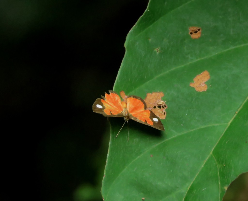 Mesene leucophrys