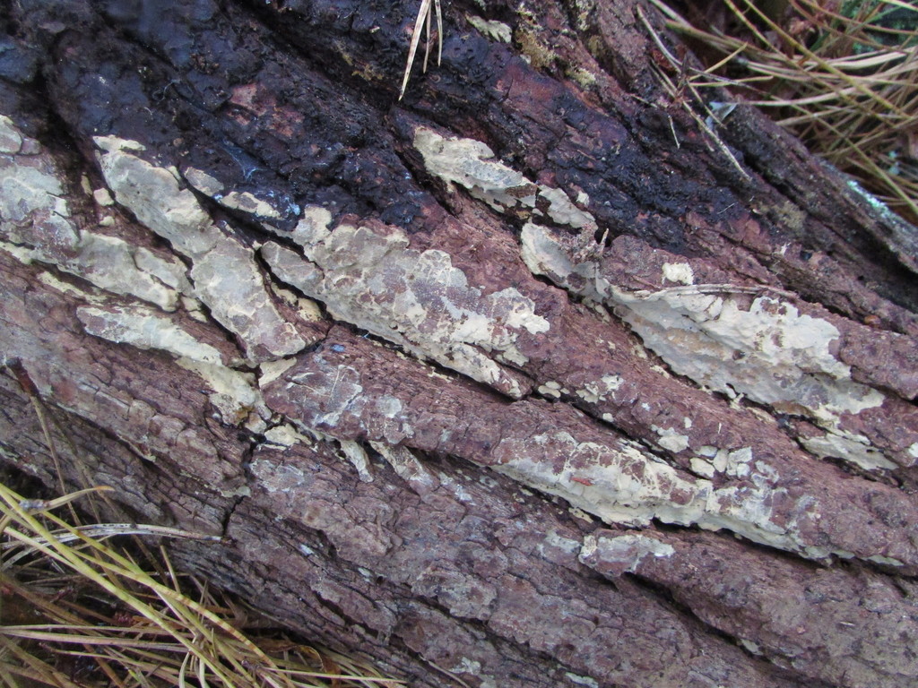 Ochre Webcrust