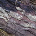 Kneiffiella subalutacea - Photo (c) maricel patino, algunos derechos reservados (CC BY-NC), subido por maricel patino
