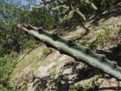 Peniocereus johnstonii