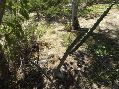 Peniocereus johnstonii