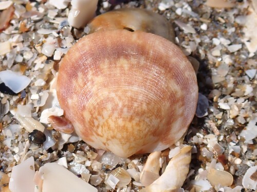 Violet Bittersweet Clam