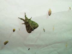 Dasychira vagans