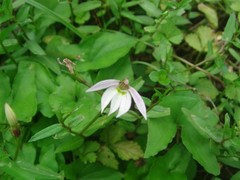 Lobelia chinensis