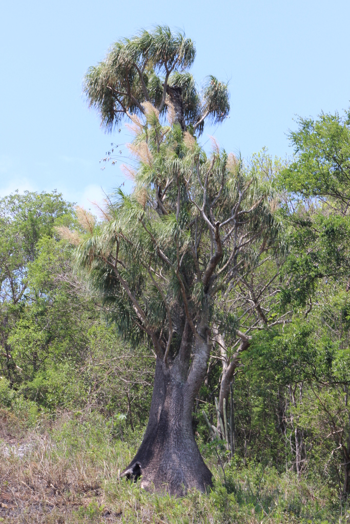 Beaucarnea sanctomariana (Tehuantepec Pony Tail)