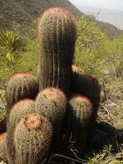 Ferocactus pilosus