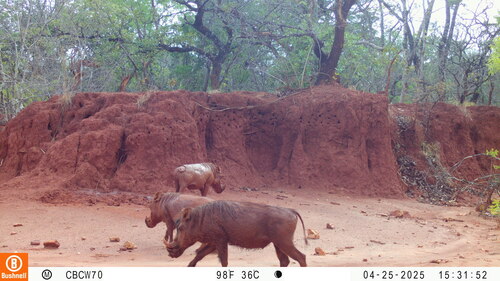 Northern Warthog