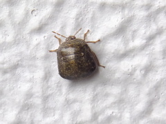 Megacopta punctatissima