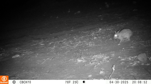 Bunyoro Rabbit
