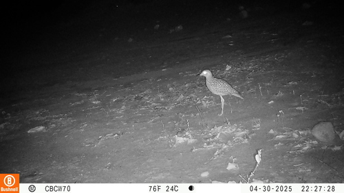 Spotted Thick-knee