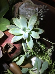 Graptopetalum