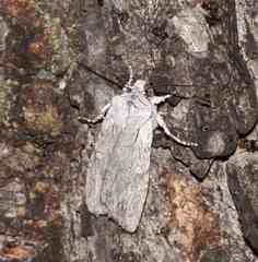 Lithophane georgii