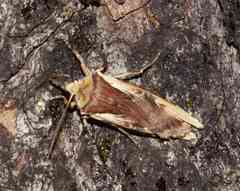 Xylena curvimacula