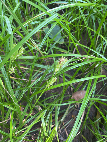 false hop sedge (Carex lupuliformis)
