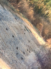 Zonotrichia leucophrys