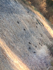 Zonotrichia leucophrys