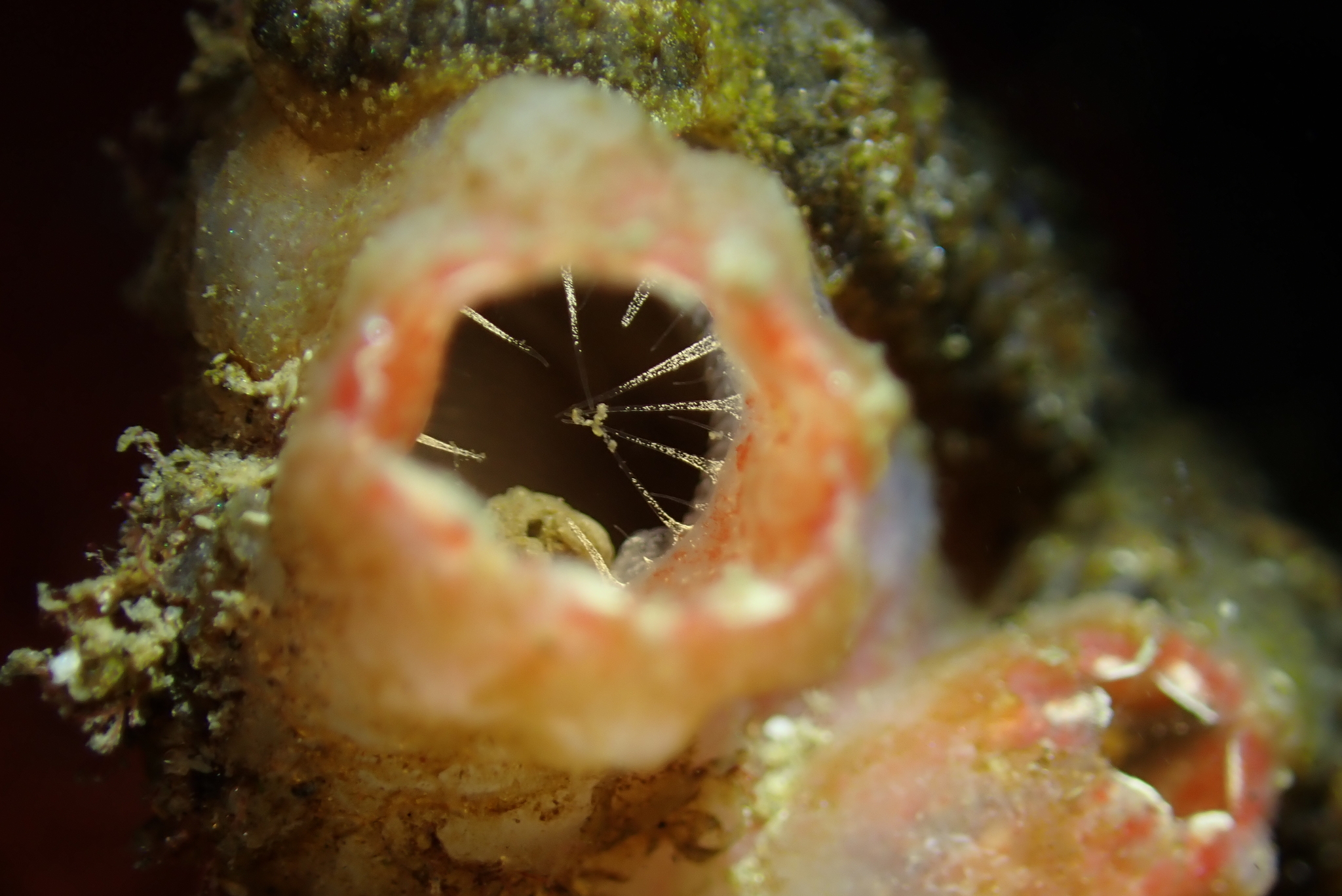 Ascidiella aspersa (Müller, 1776)