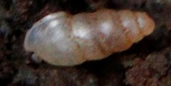Cochlicopa lubrica