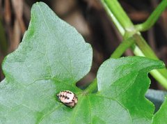 Cheilomenes sexmaculata