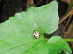 Cheilomenes sexmaculata