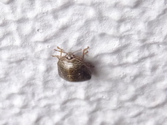 Megacopta punctatissima