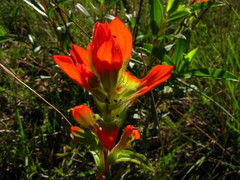 Castilleja glandulosa