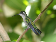 Chlorostilbon mellisugus