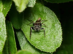 Opisthoncus grassator