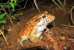 Para White-Lipped Frog photo 1