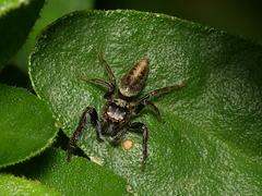 Opisthoncus grassator
