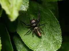 Opisthoncus grassator