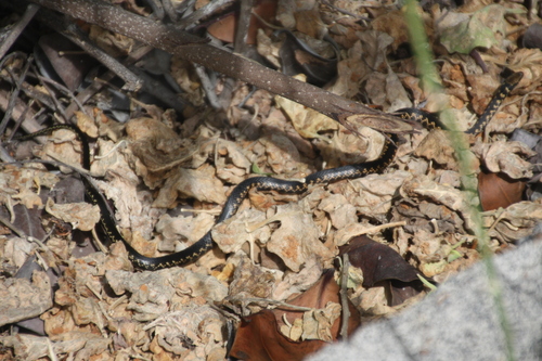 Photo of a Darwin's Racer (Pseudalsophis darwini)