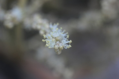 Beaucarnea sanctomariana