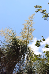 Beaucarnea sanctomariana