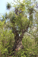 Beaucarnea sanctomariana