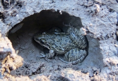 Leptodactylus latinasus