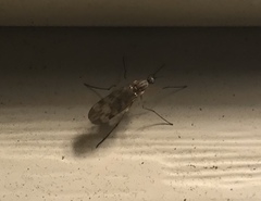 Sylvicola fenestralis