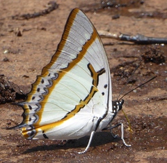 Polyura eudamippus