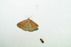 Zanclognatha obscuripennis