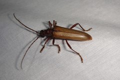 Centrodera decolorata