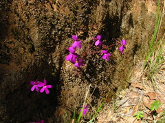 Pinguicula oblongiloba