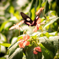 Parides anchises