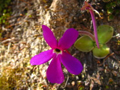 Pinguicula oblongiloba