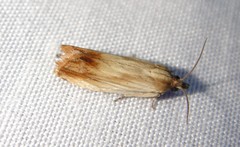 Eucosma umbrastriana