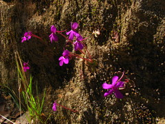 Pinguicula oblongiloba