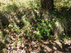 Pinguicula oblongiloba