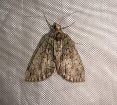 Hydriomena transfigurata