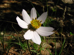 Cosmos diversifolius