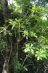 Quercus skinneri