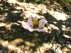 Cosmos diversifolius